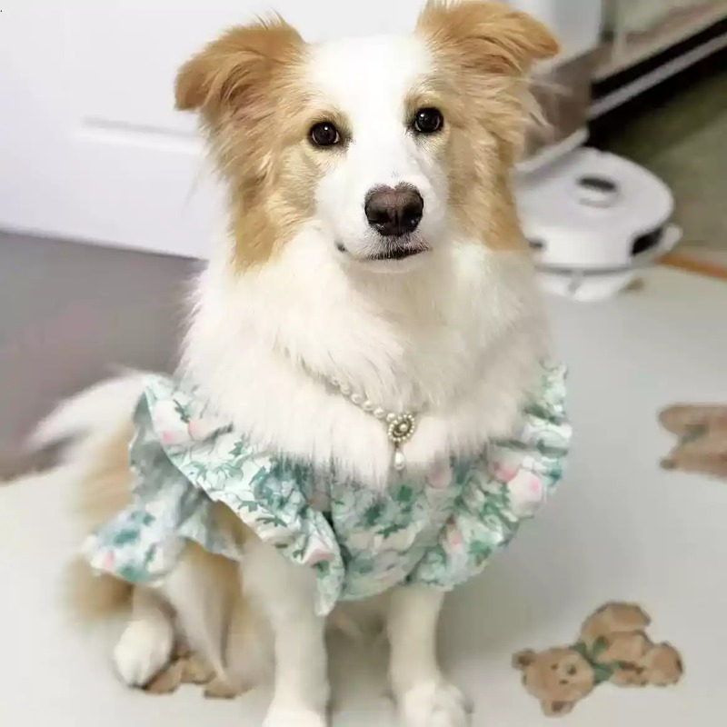 Одежда для домашних животных:  – обзор и цена Summer Dog Clothing