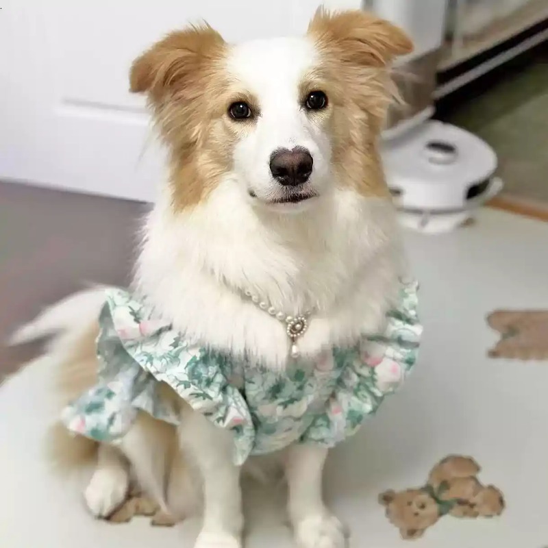 Одежда для домашних животных:  – обзор и цена Summer Dog Clothing