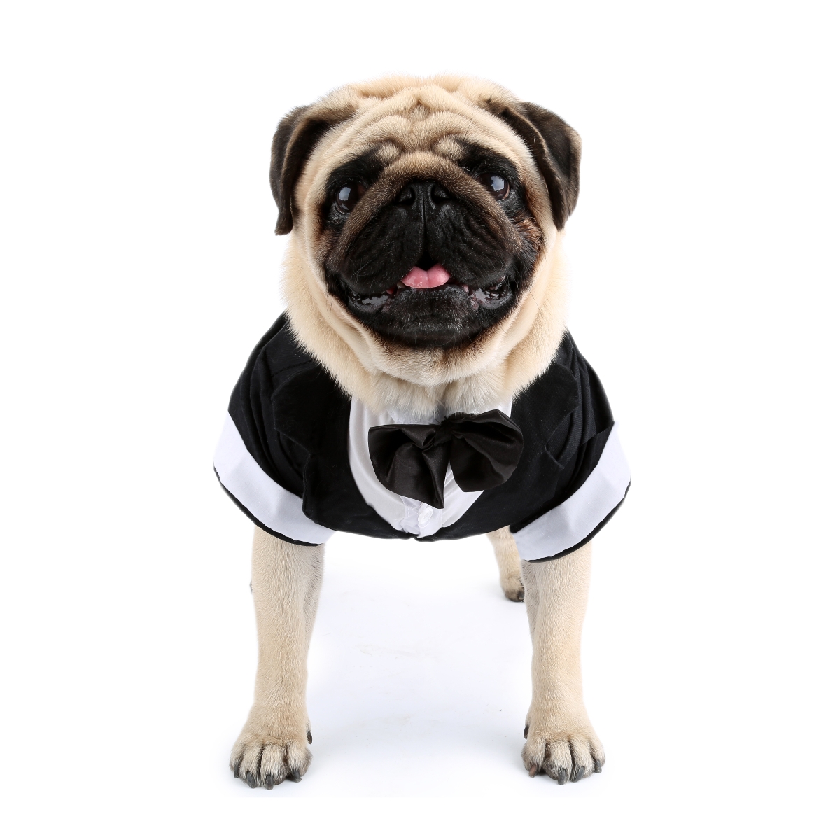 Рубашка для собаки, одежда для – обзор и цена Summer Dog Clothing